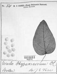 Melampsora hypericorum image